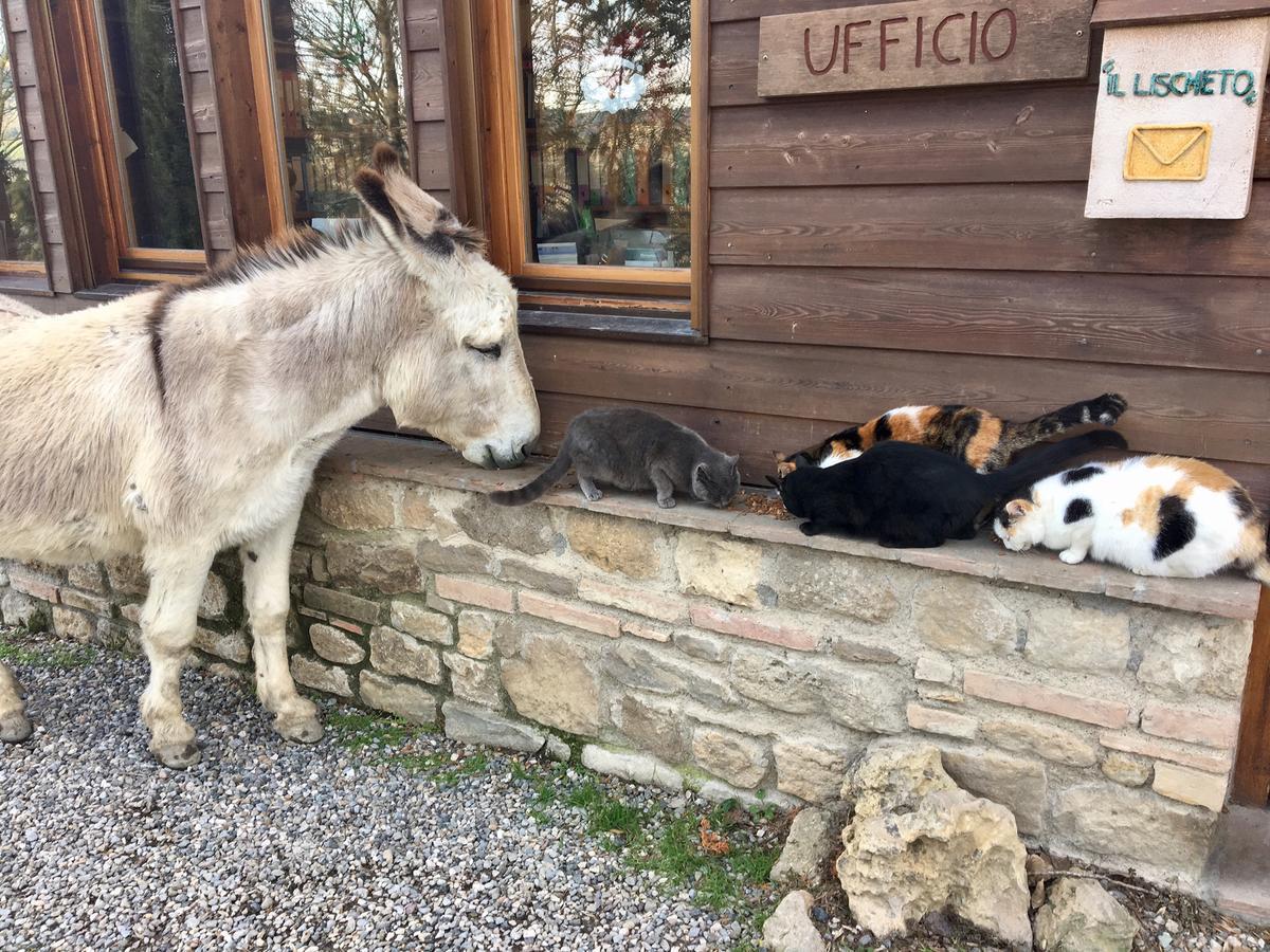 Agriturismo Fattoria Lischeto Βολτέρρα Εξωτερικό φωτογραφία
